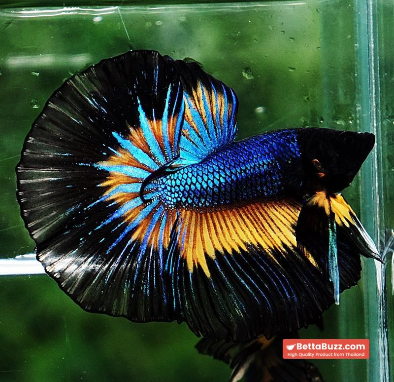 Betta fish OHM Prince Blue Mustard Gas Butterfly (Comp Grade) - Image 7