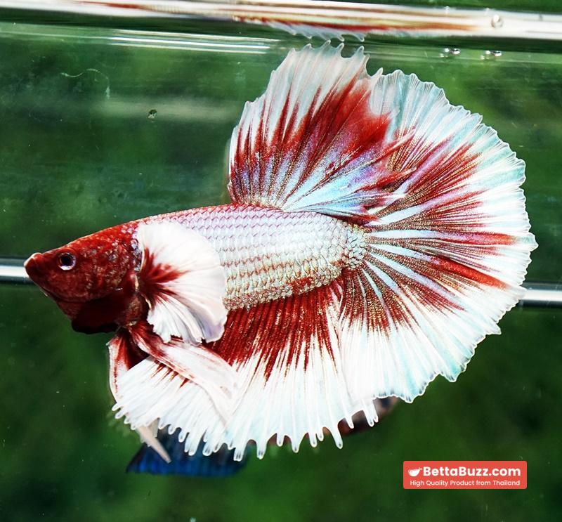 Betta fish Red Tres Chic Dumbo (OHM) - Image 5