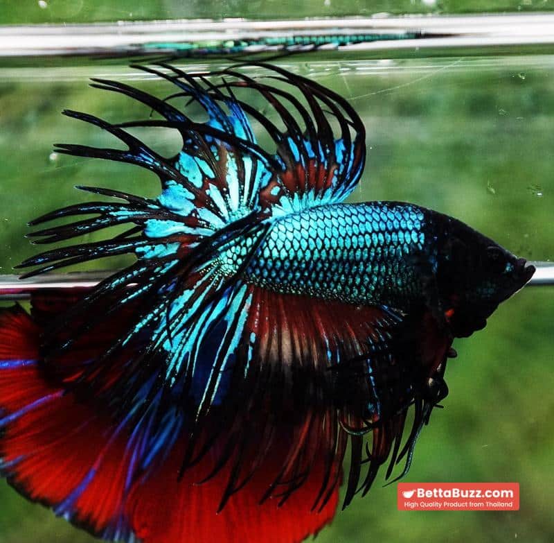 Betta fish CT Emerald Candy Nemo - Image 6