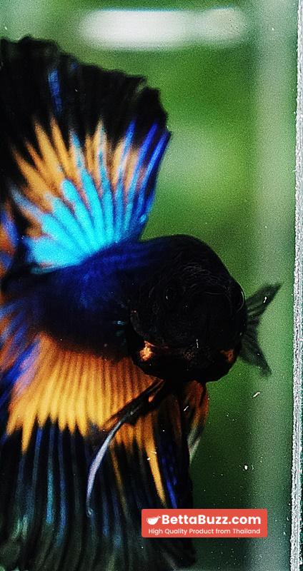 Betta fish OHM Prince Blue Mustard Gas Butterfly (Comp Grade) - Image 8