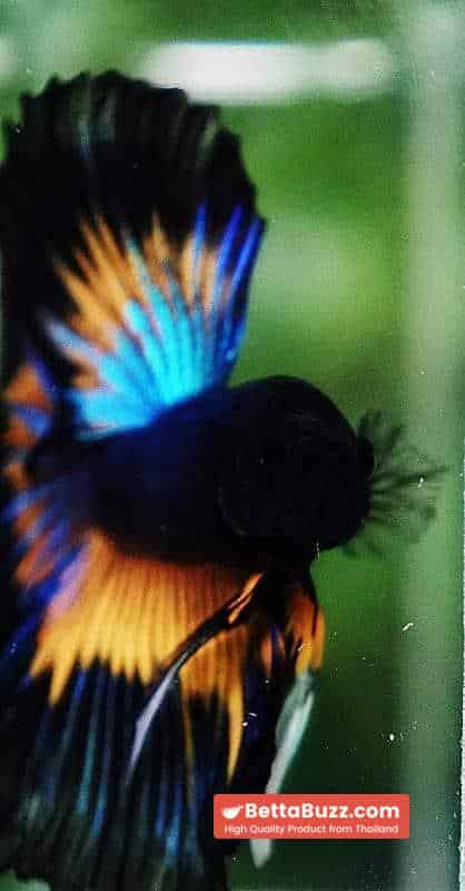 Betta fish OHM Prince Blue Mustard Gas Butterfly (Comp Grade) - Image 9
