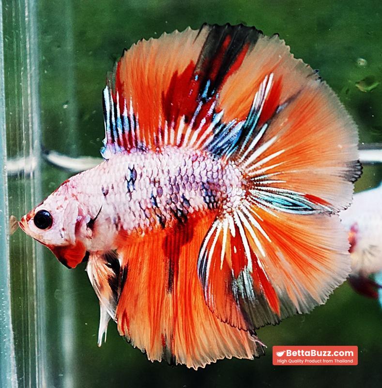 Betta fish DTHM Fancy Candy Nemo - Image 3