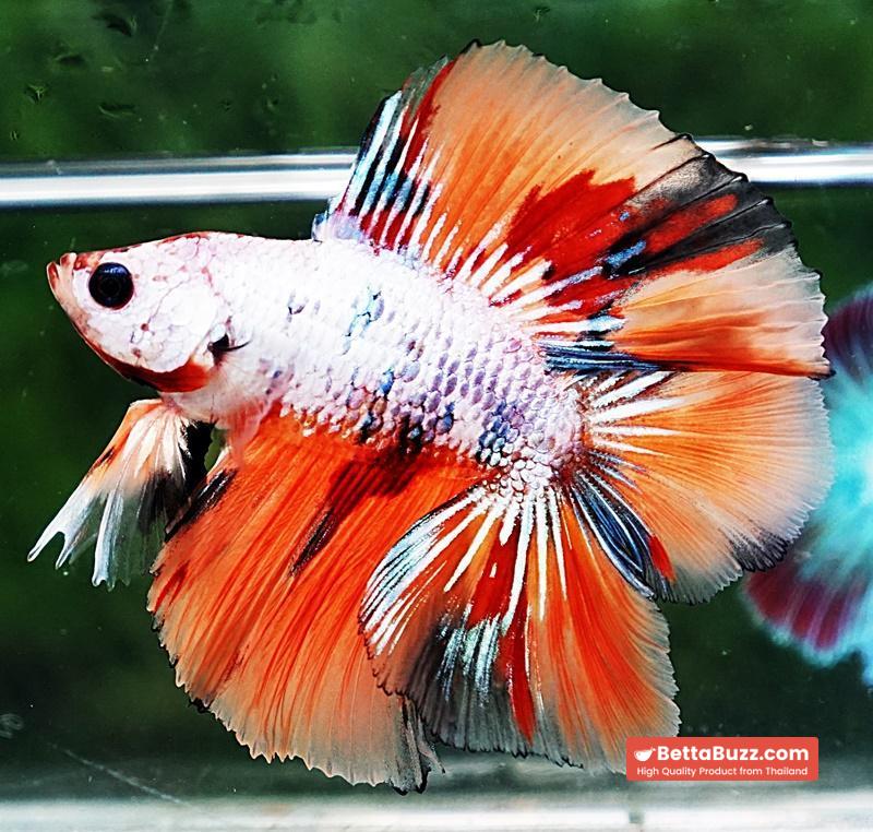 Betta fish DTHM Fancy Candy Nemo - Image 4