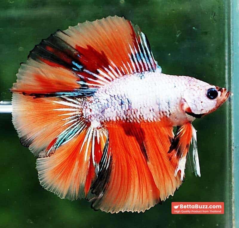 Betta fish DTHM Fancy Candy Nemo - Image 2