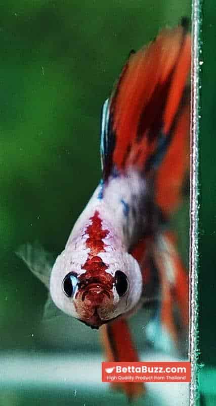 Betta fish DTHM Fancy Candy Nemo - Image 5