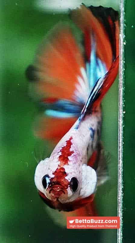 Betta fish DTHM Fancy Candy Nemo - Image 6