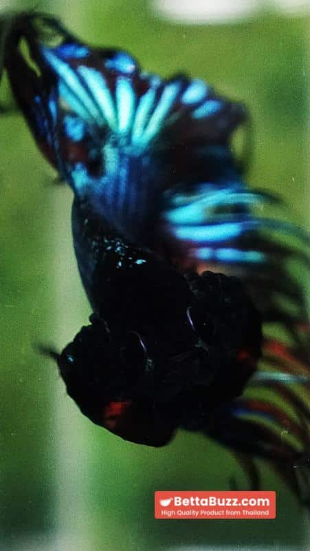 Betta fish CT Emerald Candy Nemo - Image 7