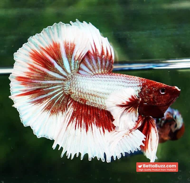 Betta fish Red Tres Chic Dumbo (OHM) - Image 6