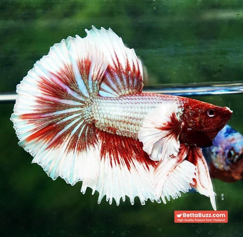 Betta fish Red Tres Chic Dumbo (OHM) - Image 2