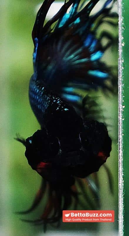 Betta fish CT Emerald Candy Nemo - Image 8