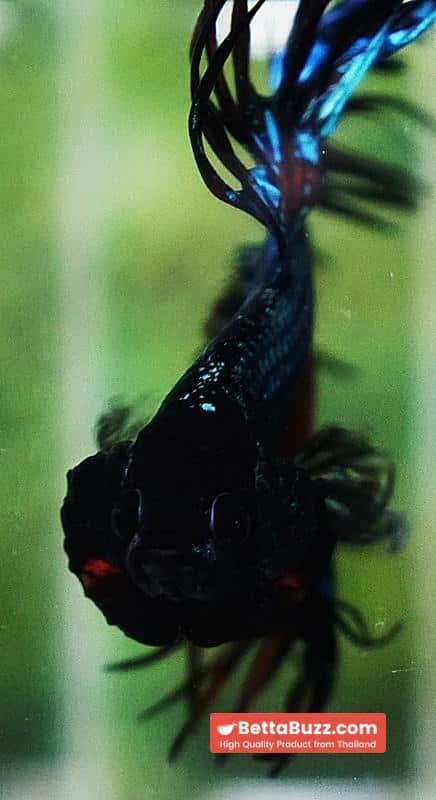 Betta fish CT Emerald Candy Nemo - Image 9