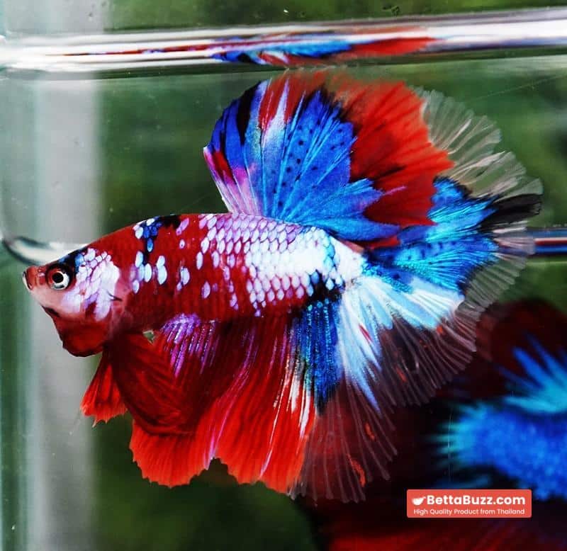 Betta fish OHM Santa Claus Sapphire Koi - Image 5