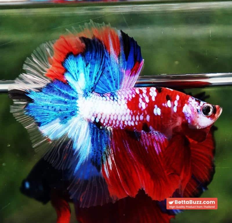 Betta fish OHM Santa Claus Sapphire Koi - Image 2