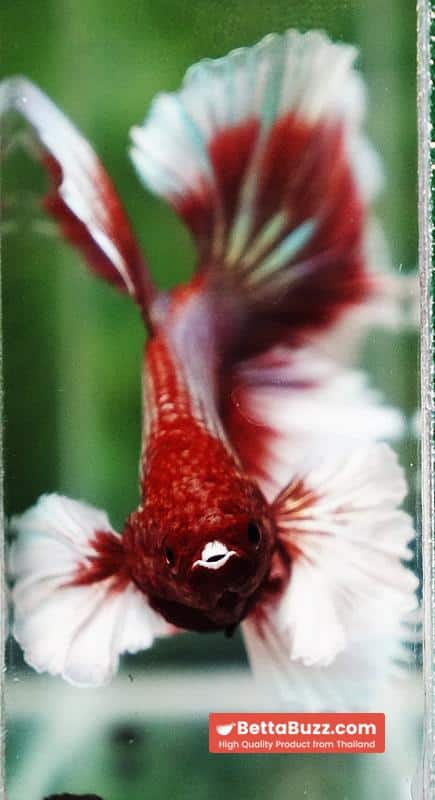 Betta fish Red Tres Chic Dumbo (OHM) - Image 7
