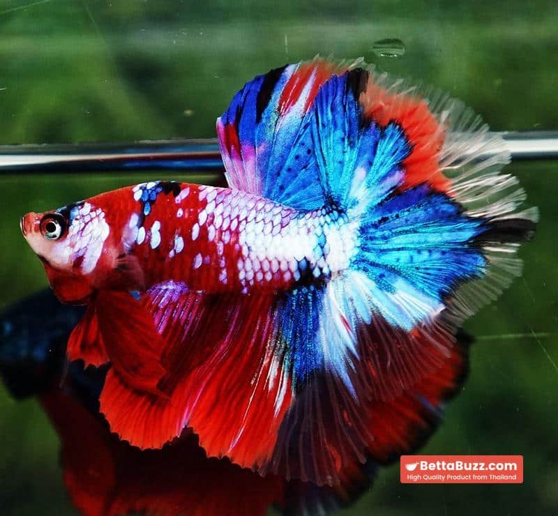 Betta fish OHM Santa Claus Sapphire Koi - Image 3