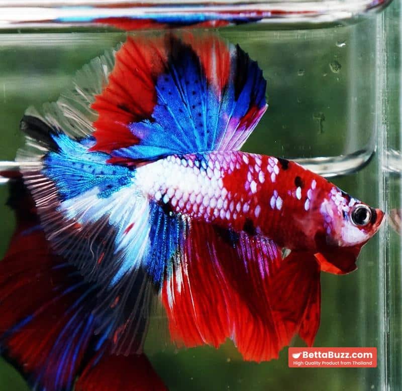 Betta fish OHM Santa Claus Sapphire Koi - Image 4