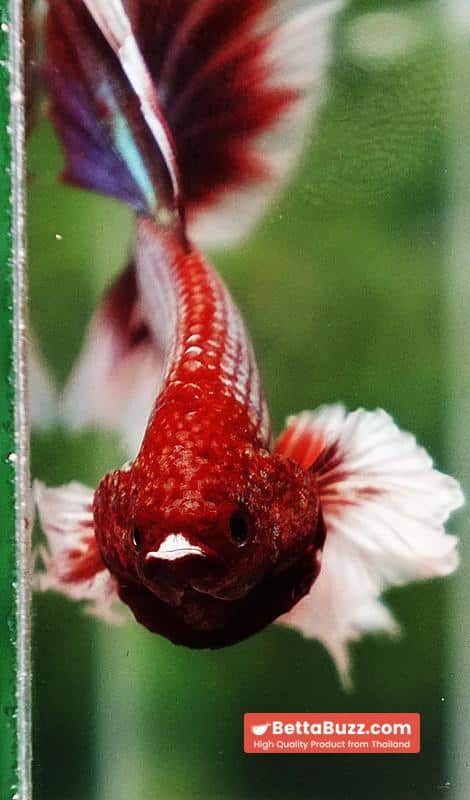 Betta fish Red Tres Chic Dumbo (OHM) - Image 8