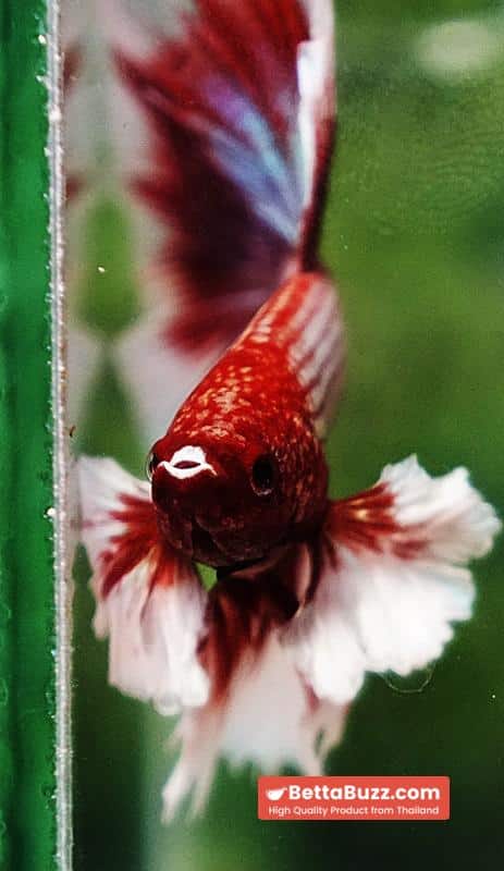Betta fish Red Tres Chic Dumbo (OHM) - Image 9