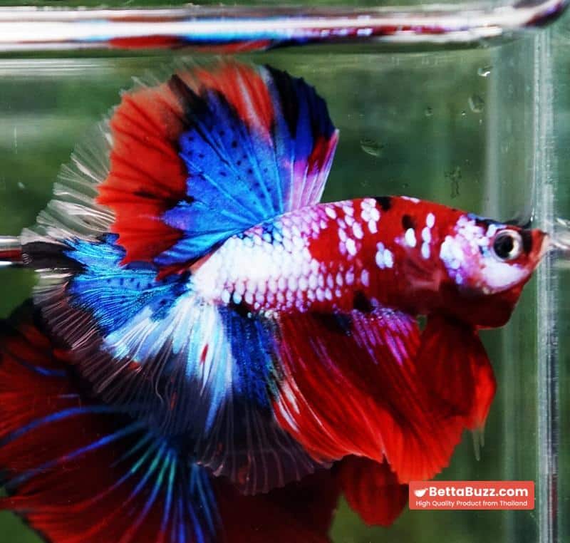 Betta fish OHM Santa Claus Sapphire Koi - Image 6