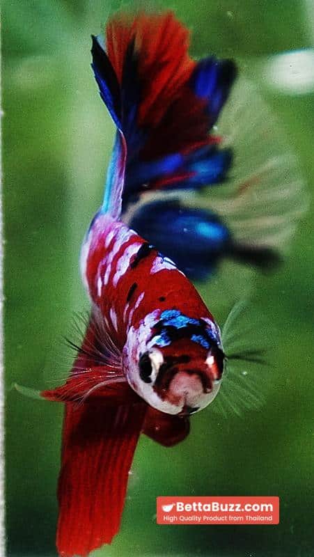 Betta fish OHM Santa Claus Sapphire Koi - Image 7