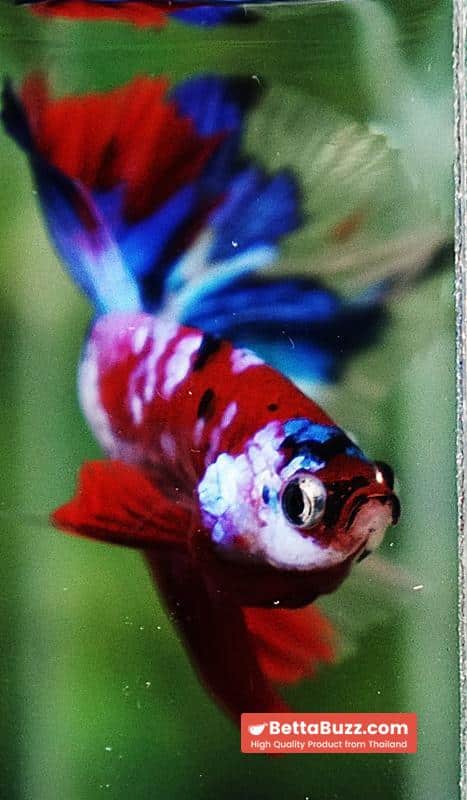 Betta fish OHM Santa Claus Sapphire Koi - Image 8