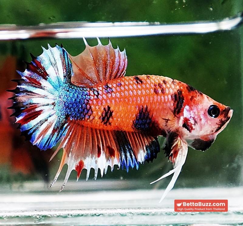 Betta fish CTPK Multicolor Candy Nemo - Image 2