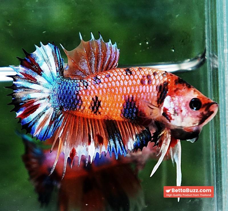 Betta fish CTPK Multicolor Candy Nemo - Image 4