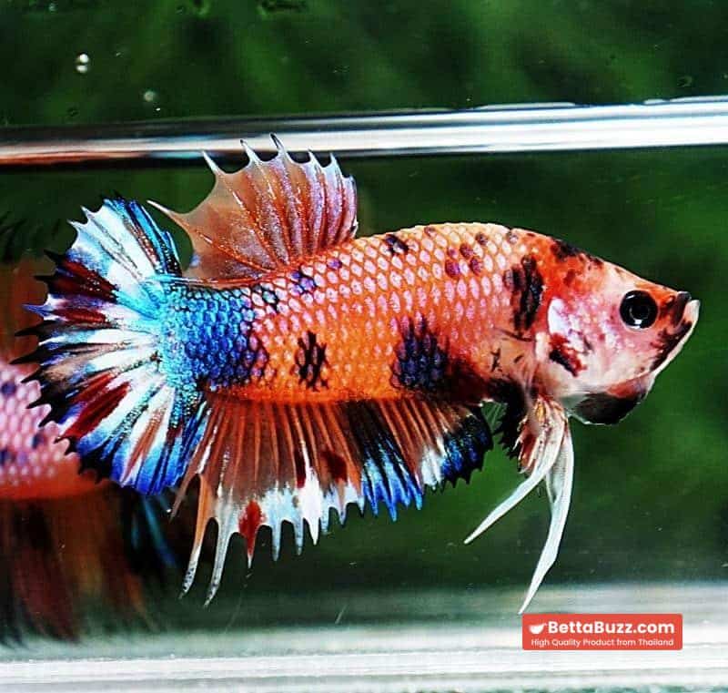 Betta fish CTPK Multicolor Candy Nemo - Image 6