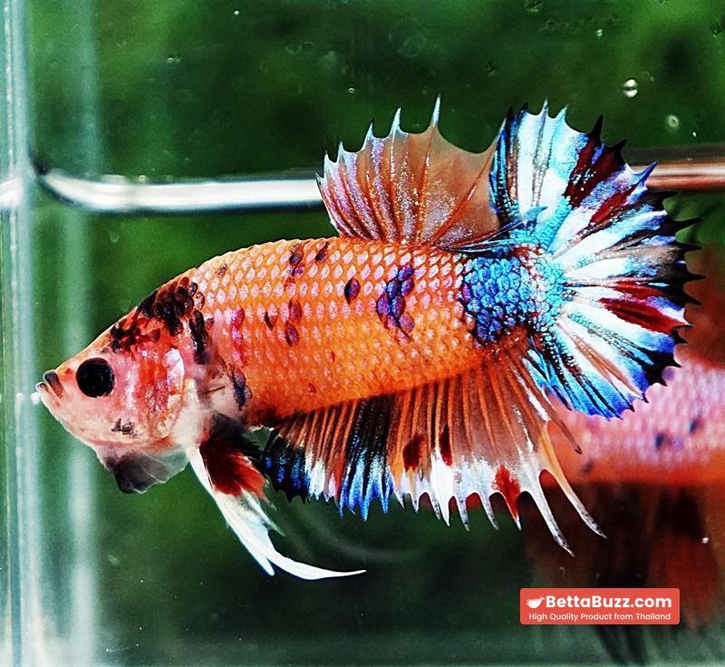 Betta fish CTPK Multicolor Candy Nemo - Image 5