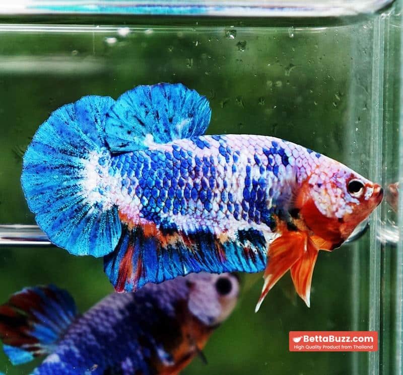 Betta fish Fancy Blue Marble (HMPK) - Image 4