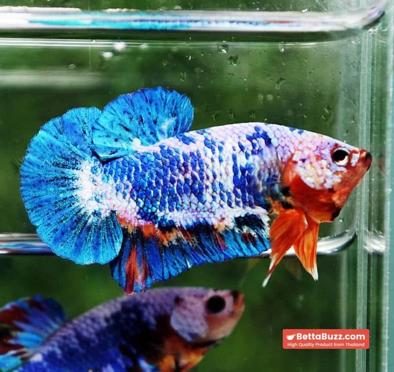 Betta fish Fancy Blue Marble (HMPK)