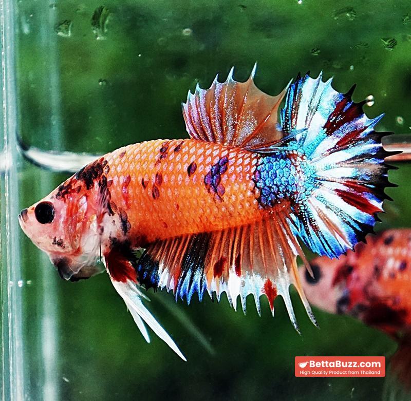 Betta fish CTPK Multicolor Candy Nemo - Image 3