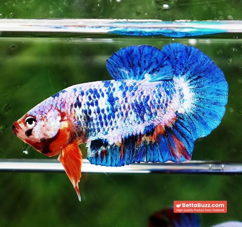 Betta fish Fancy Blue Marble (HMPK) - Image 3