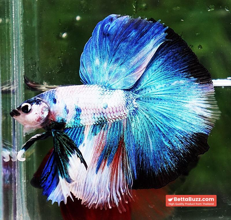 Betta fish OHM Prince of Blue Marble - Image 5