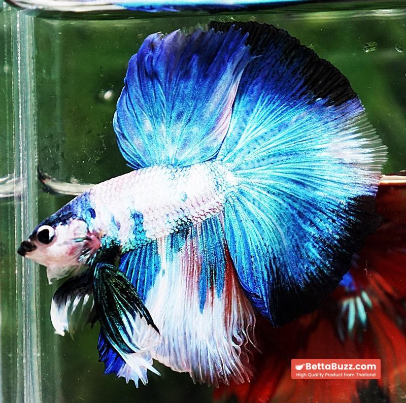 Betta fish OHM Prince of Blue Marble - Image 3