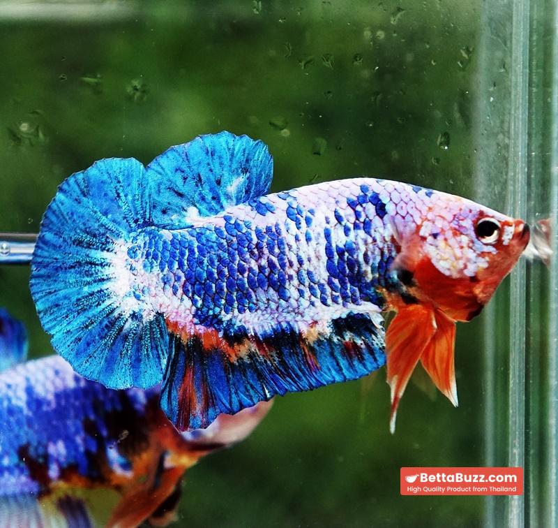 Betta fish Fancy Blue Marble (HMPK) - Image 6