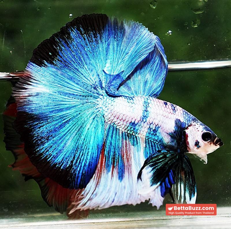Betta fish OHM Prince of Blue Marble - Image 6