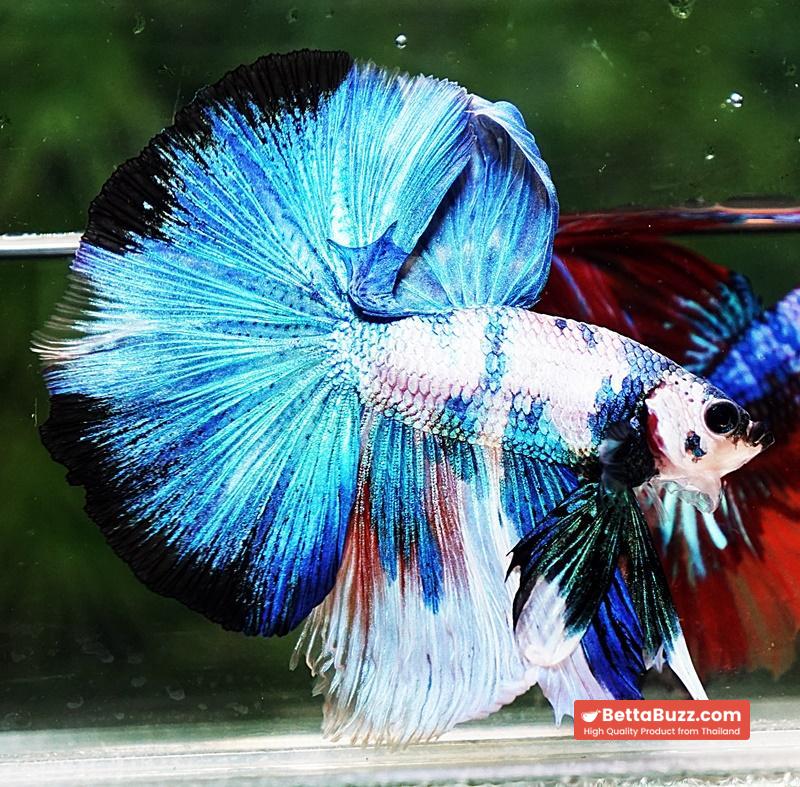 Betta fish OHM Prince of Blue Marble