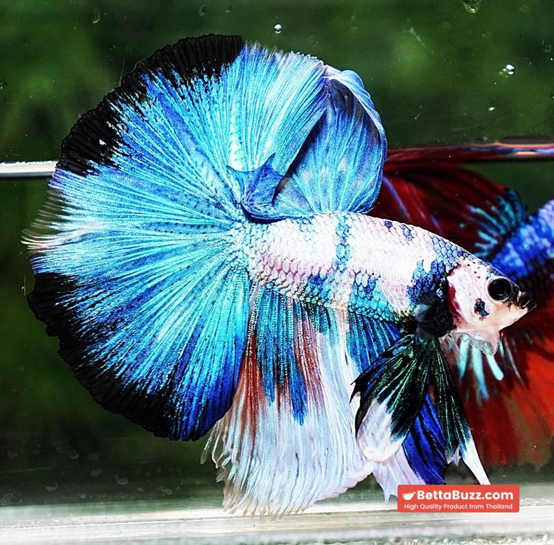 Betta fish OHM Prince of Blue Marble - Image 2