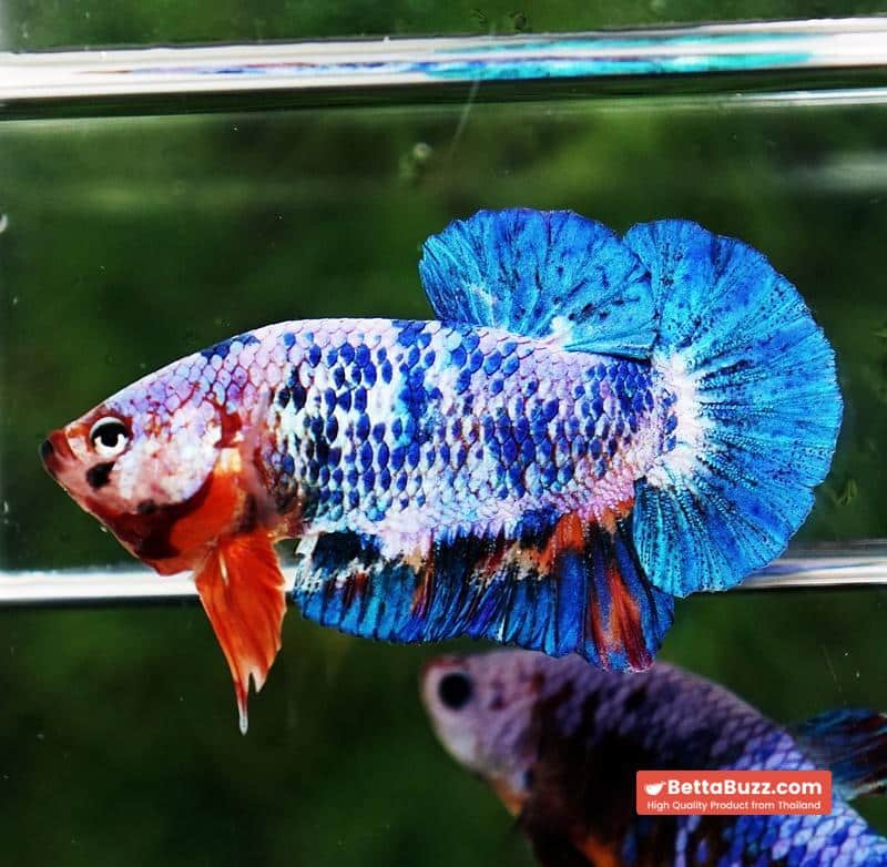 Betta fish Fancy Blue Marble (HMPK) - Image 5