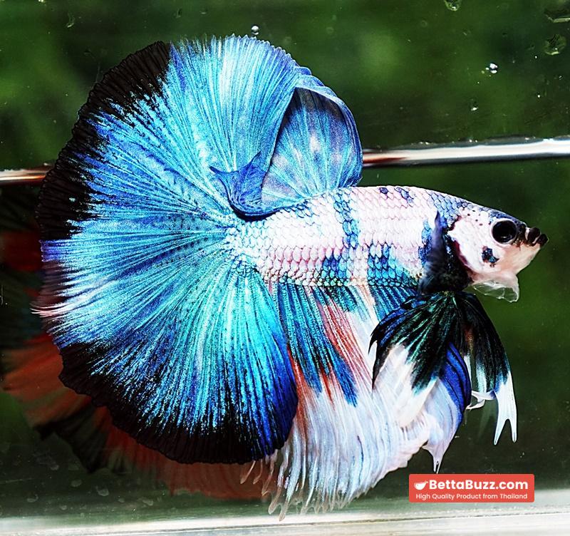Betta fish OHM Prince of Blue Marble - Image 4