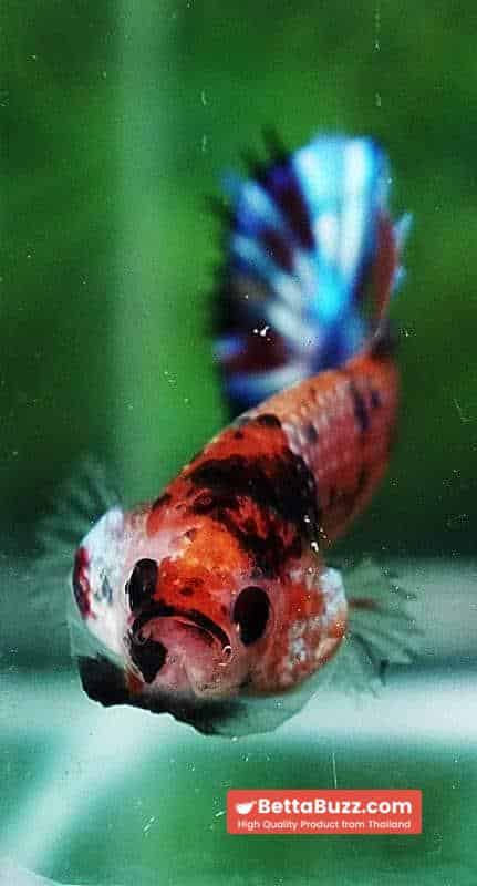 Betta fish CTPK Multicolor Candy Nemo - Image 7