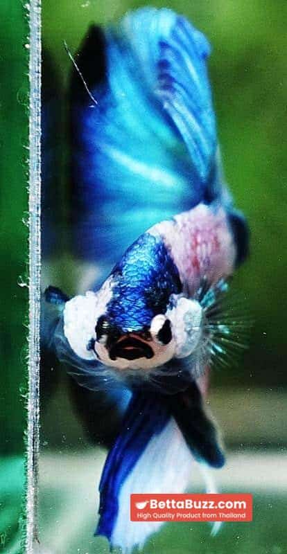Betta fish OHM Prince of Blue Marble - Image 7