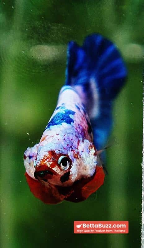 Betta fish Fancy Blue Marble (HMPK) - Image 7