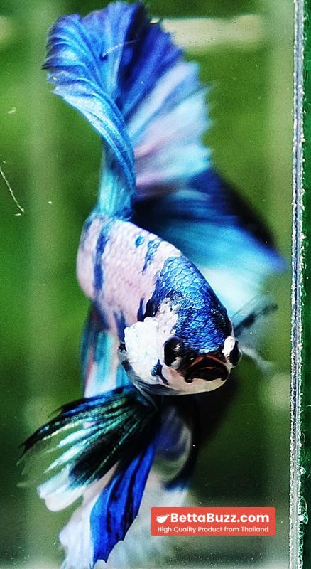 Betta fish OHM Prince of Blue Marble - Image 8