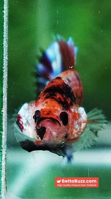 Betta fish CTPK Multicolor Candy Nemo - Image 8