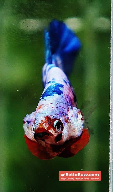 Betta fish Fancy Blue Marble (HMPK) - Image 8