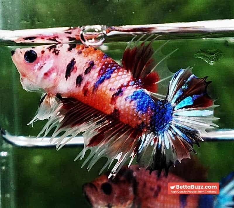 Betta fish CTPK Multicolor Candy Nemo Tiger - Image 2