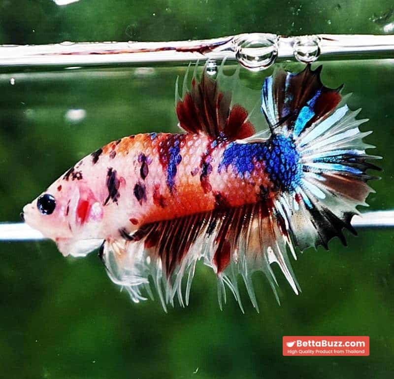 Betta fish CTPK Multicolor Candy Nemo Tiger - Image 4