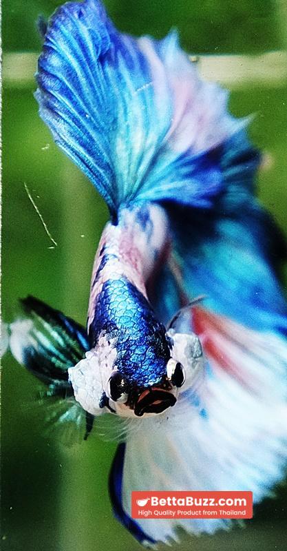 Betta fish OHM Prince of Blue Marble - Image 9
